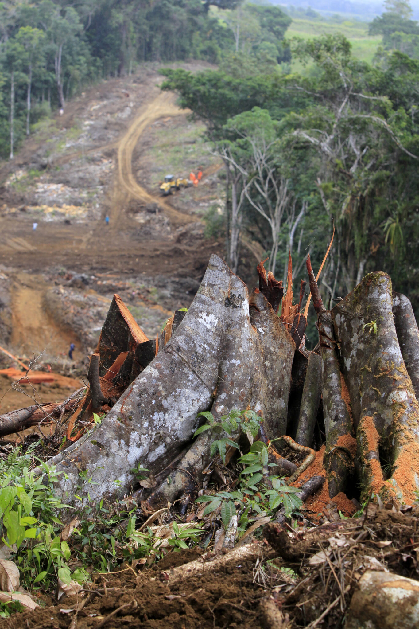 Deforestation In Altantica Forest Area